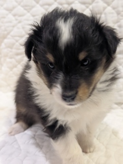 �����V�F�b�g�����h�V�[�v�h�b�N�A�g���C�J���[�̐Ԃ����